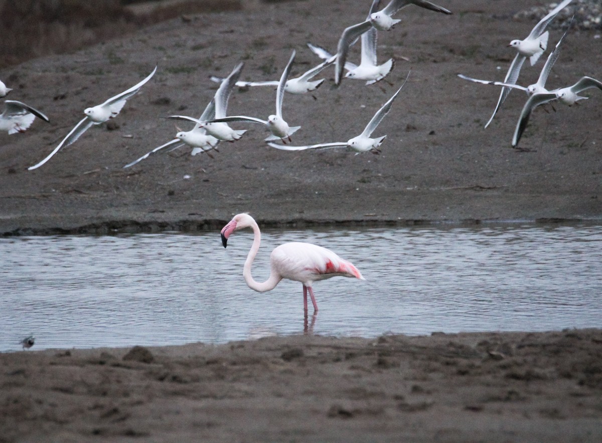 Greater Flamingo - ML647085849