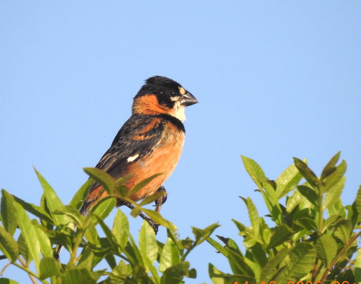 Rusty-collared Seedeater - ML647085864