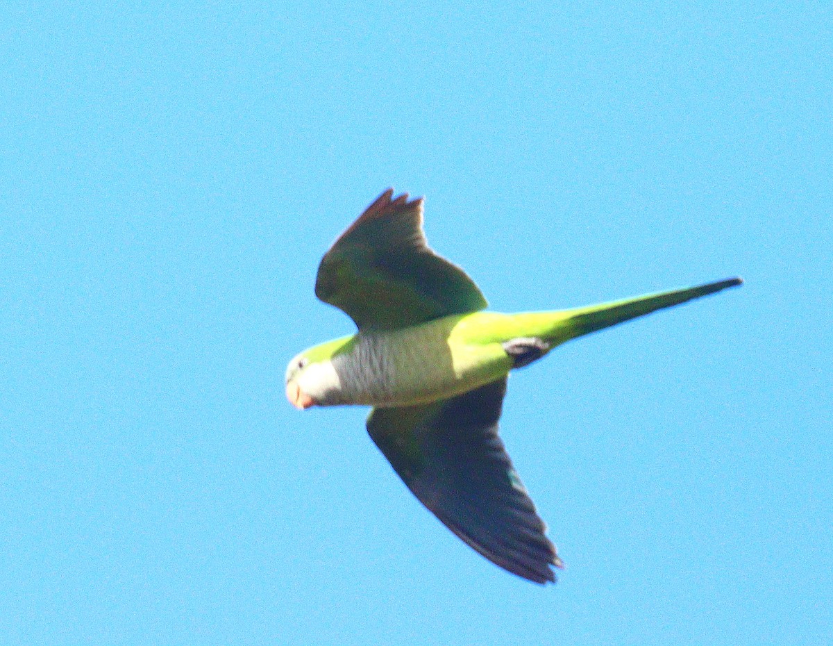 Mönchssittich - ML647085868