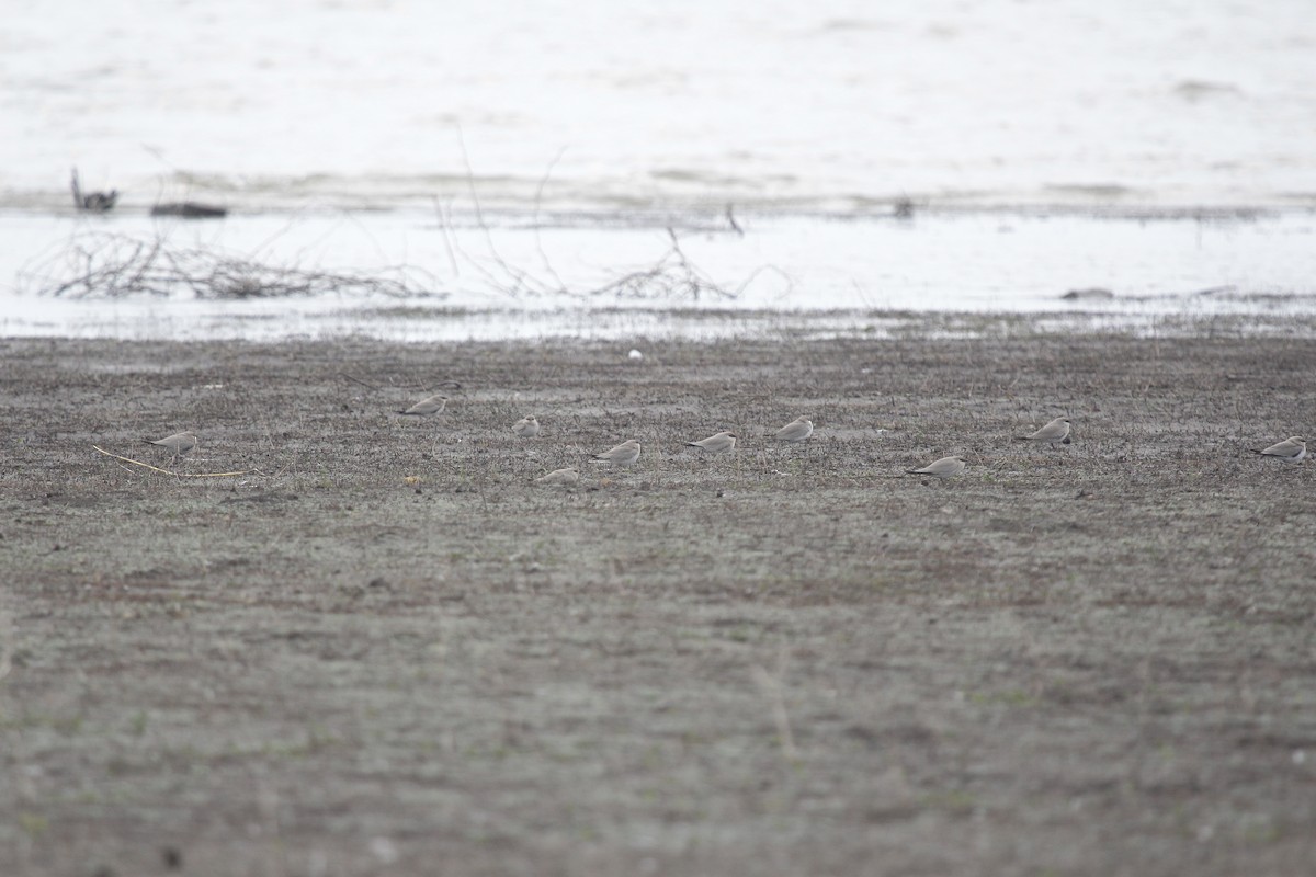 Small Pratincole - ML647085869