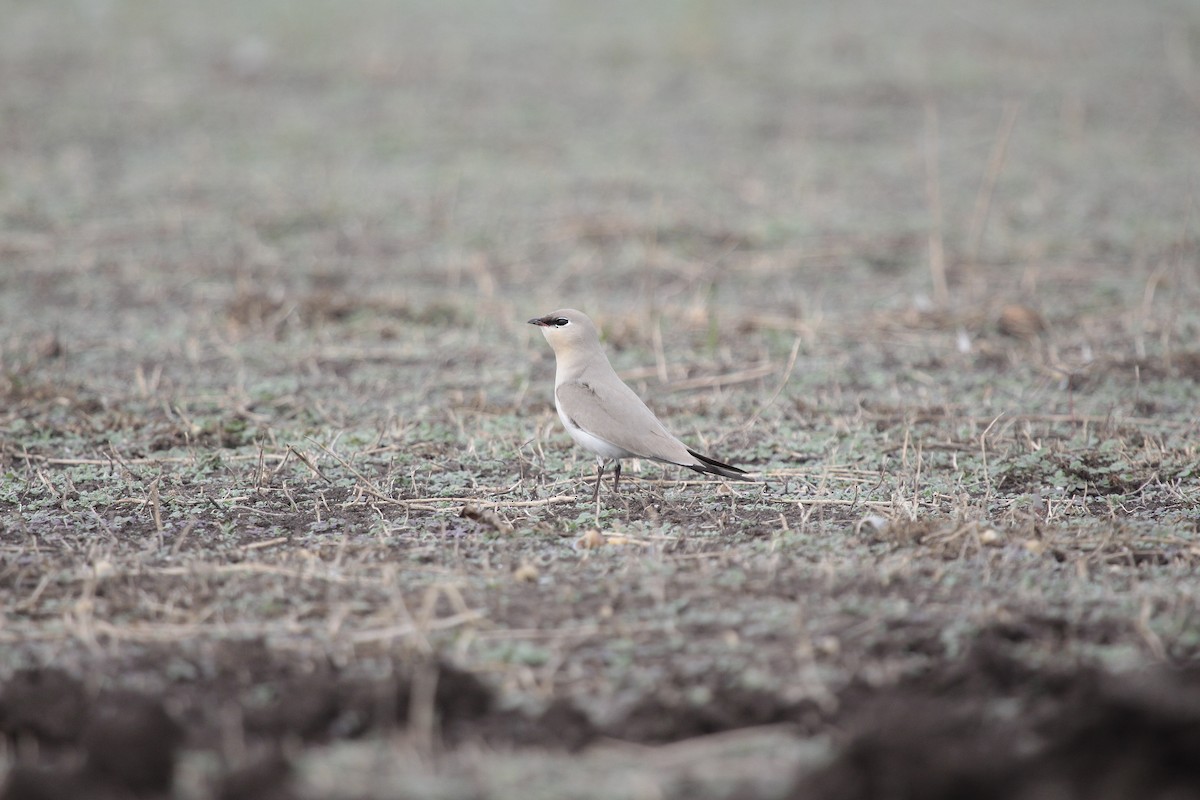 Small Pratincole - ML647085870