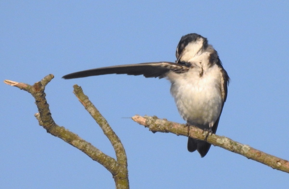 White-rumped Swallow - ML647085908