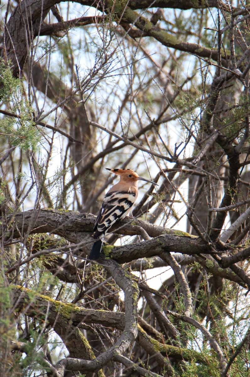Common Hoopoe - ML647085914
