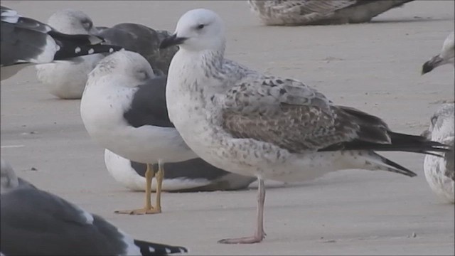 Kaio kaspiarra - ML647085928