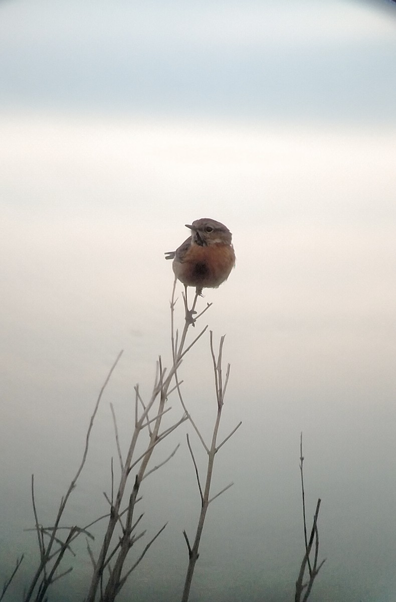 European Stonechat - ML647085934