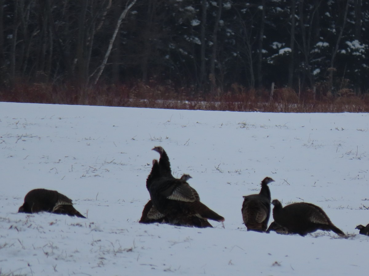 シチメンチョウ - ML647085938