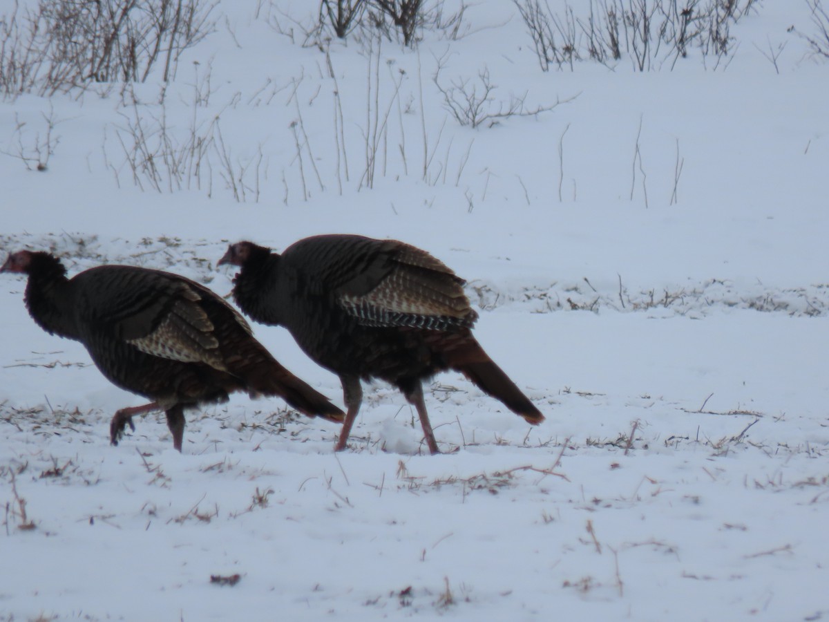 シチメンチョウ - ML647085939