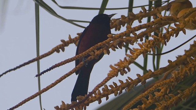 Orchard Oriole (Orchard) - ML647085948