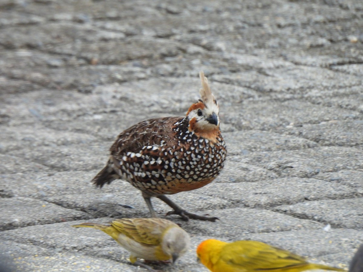 sørkrattvaktel - ML647085950