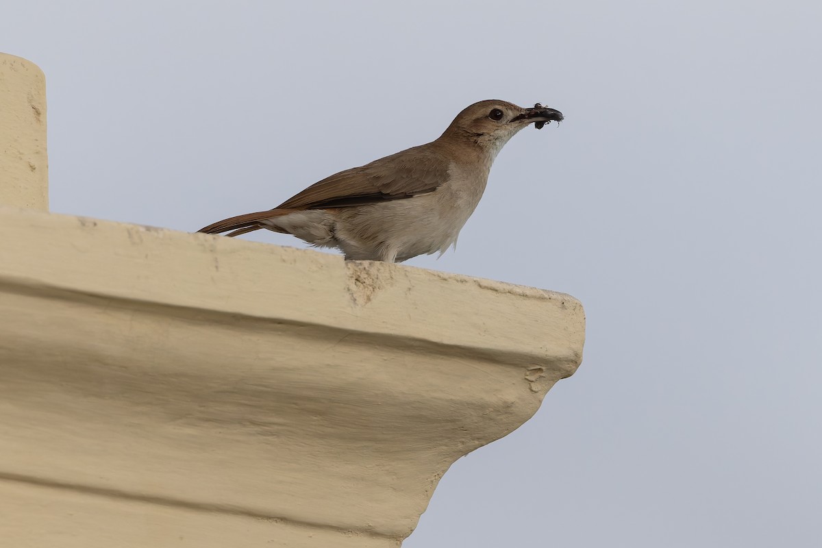 Rufous Hornero - ML647085954