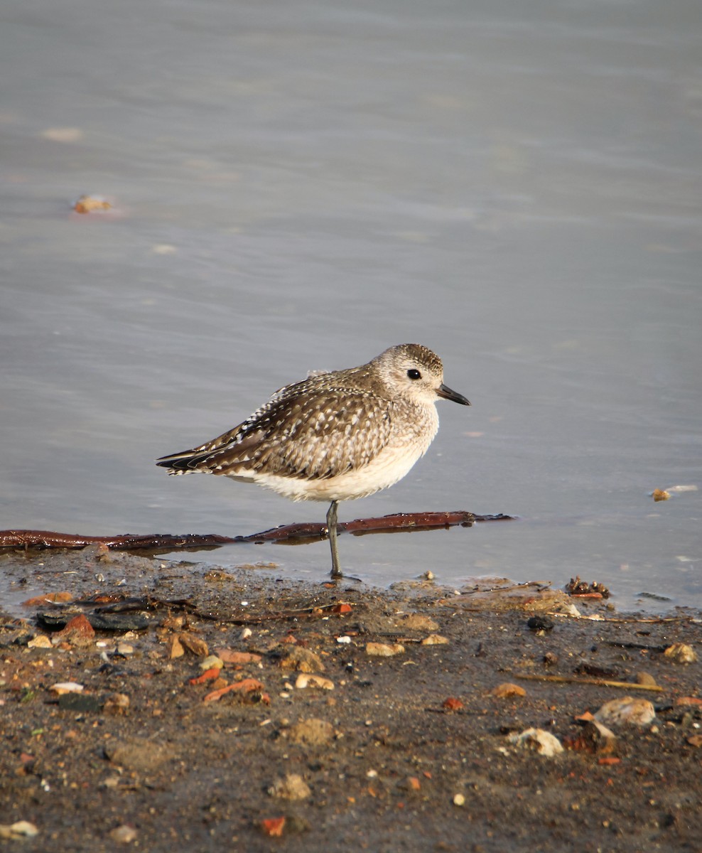 Сивка морська - ML647085965