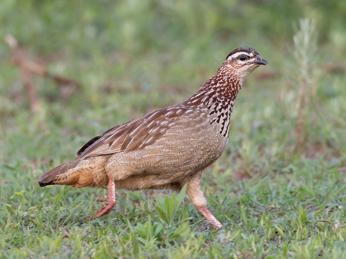 Crested Francolin - ML647085974