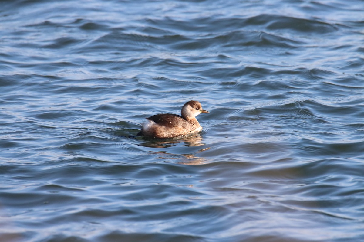 Little Grebe - ML647085982