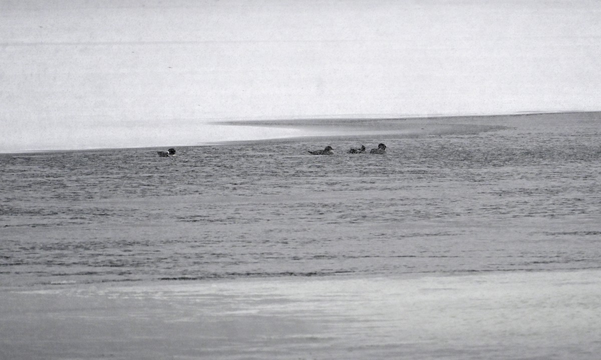 Большой крохаль - ML647085990