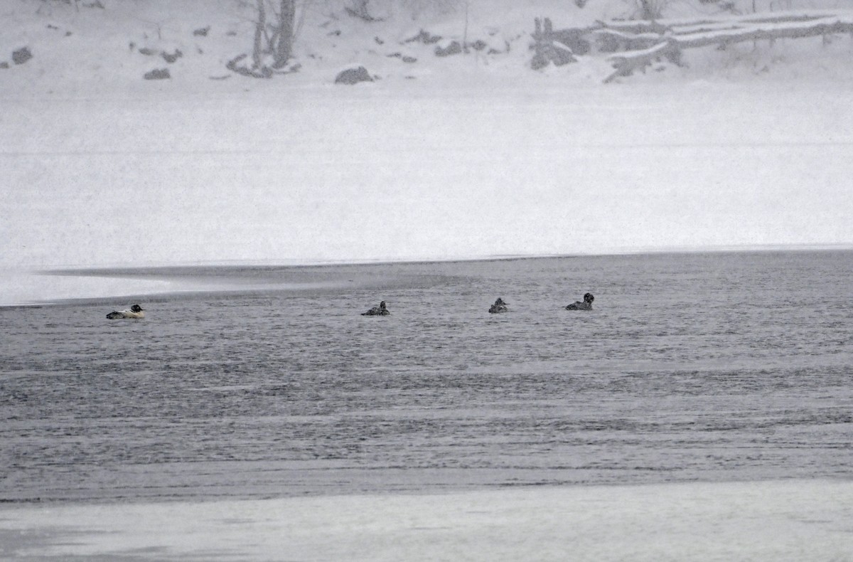 Большой крохаль - ML647085991