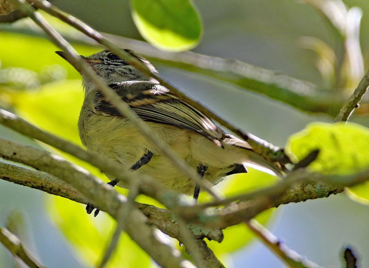 Southern Beardless-Tyrannulet - ML647085992