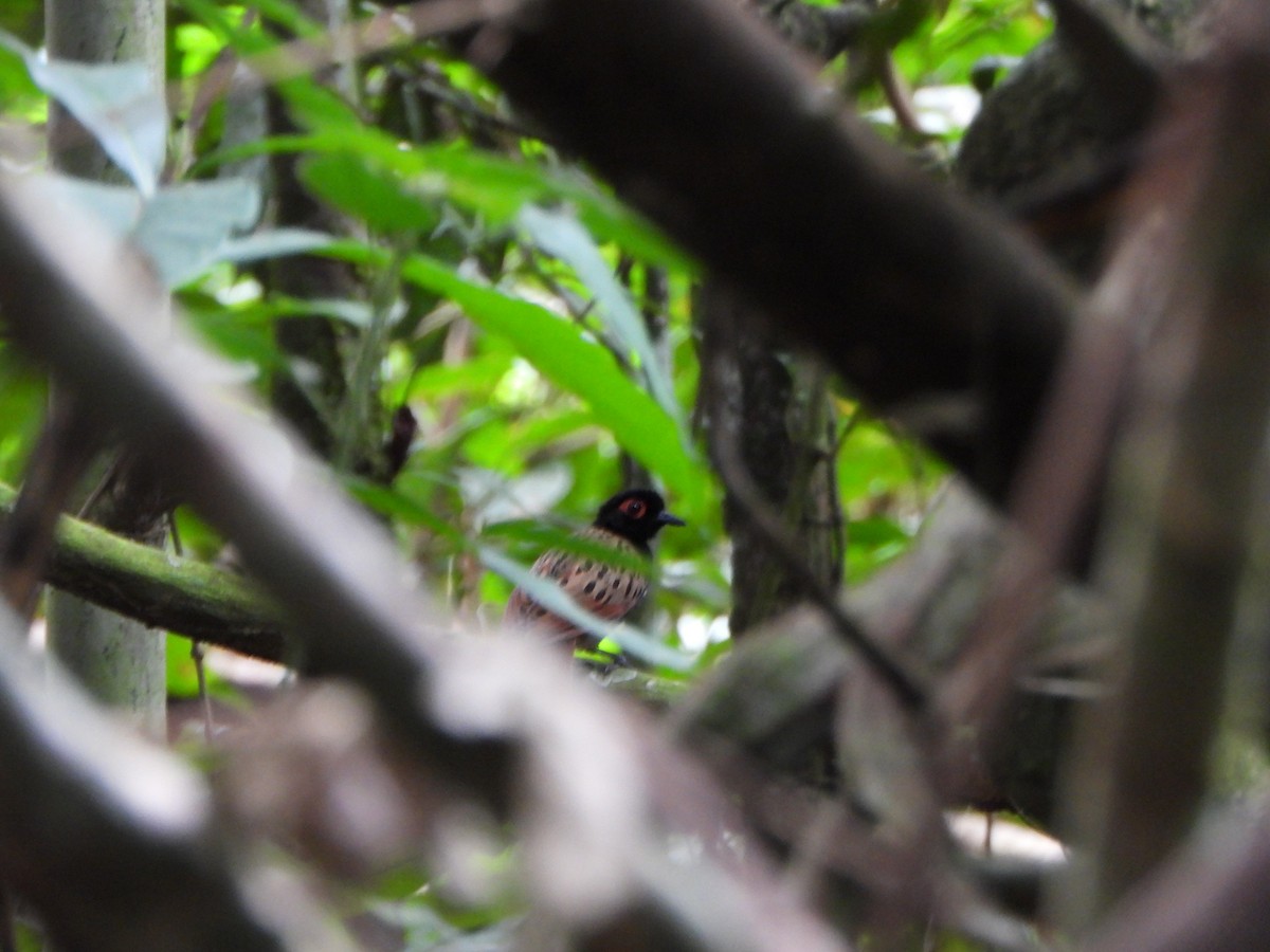 Чернопятнистая гологлазка - ML647085995