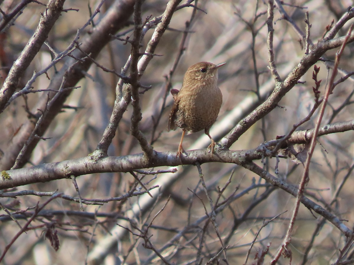 Американский крапивник - ML647086000