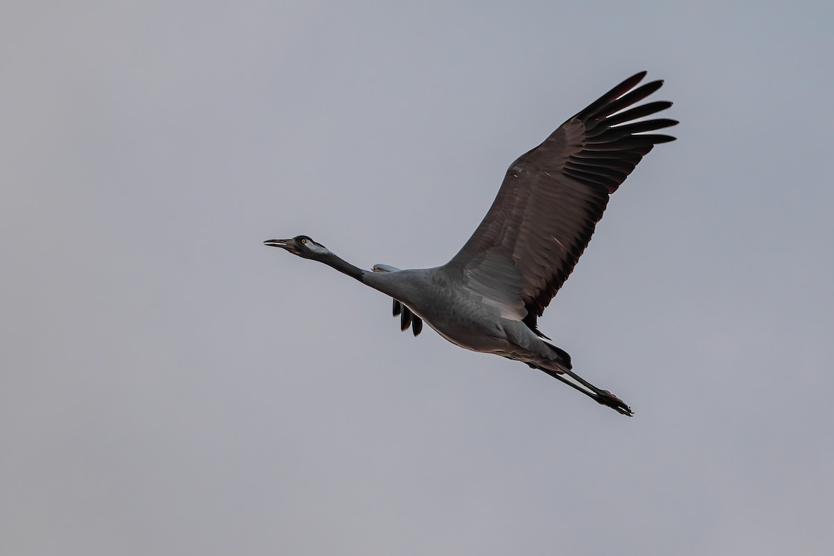 Серый журавль - ML647086001