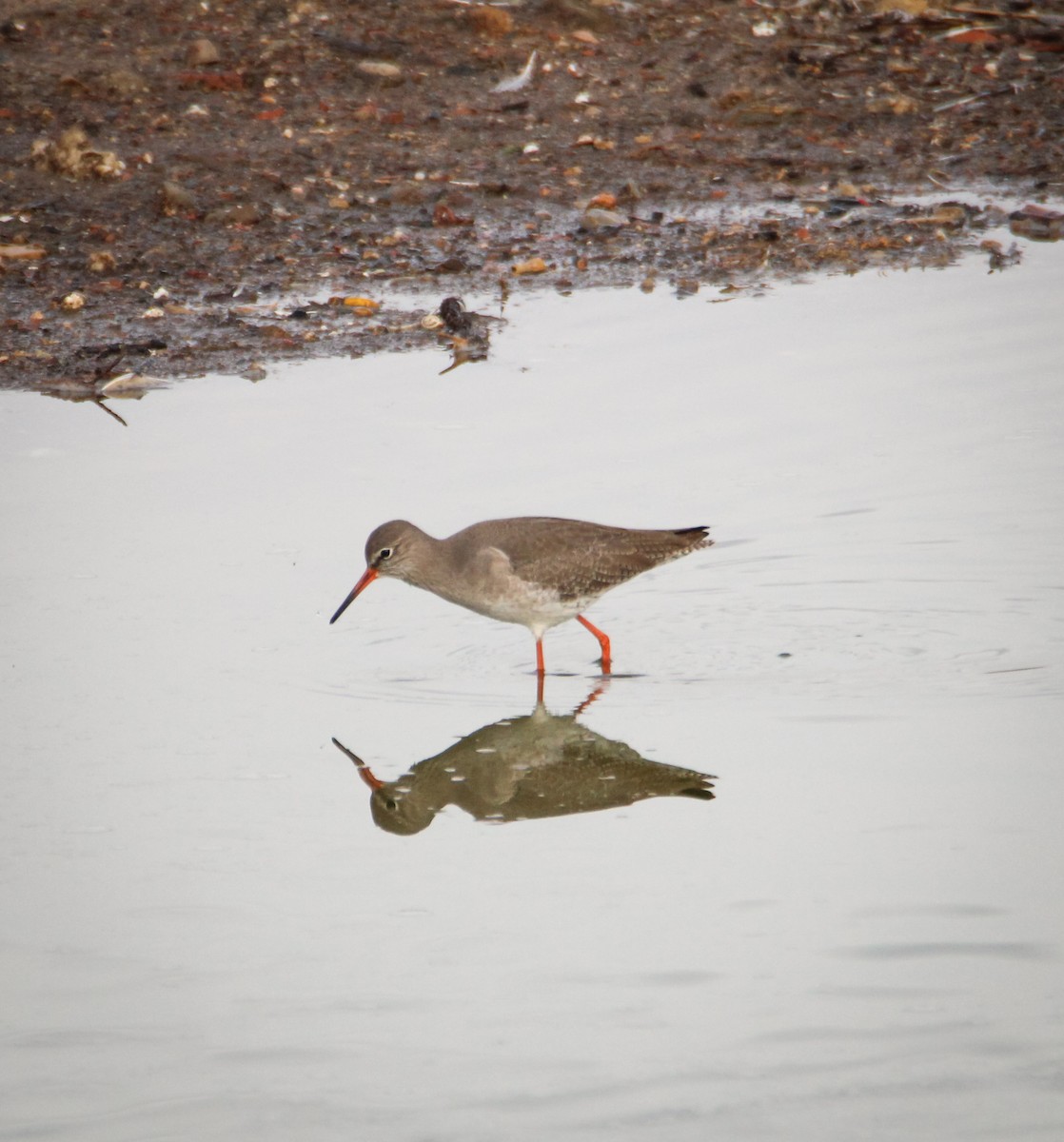 Травник - ML647086002