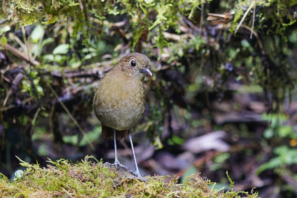 Бурая питтовая муравьеловка - ML647086003