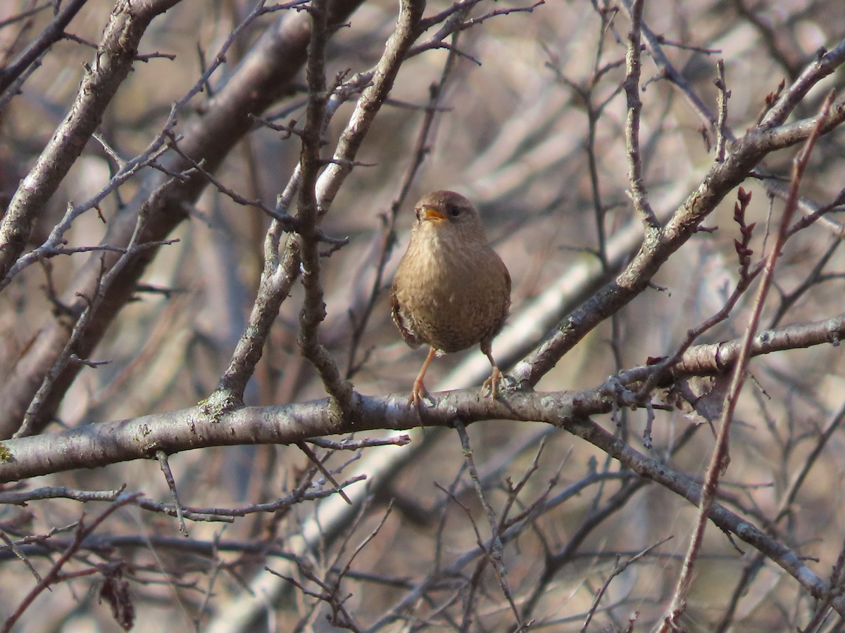 Американский крапивник - ML647086005