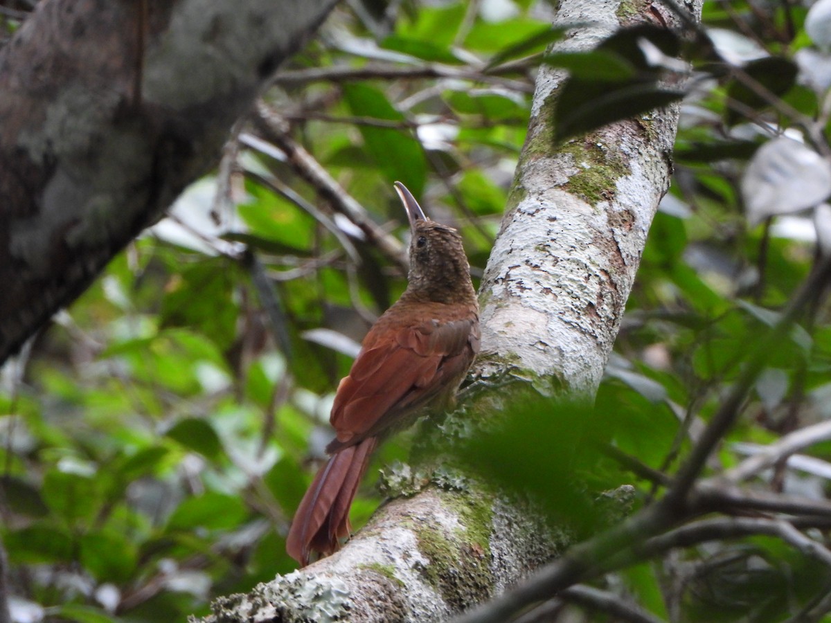 Амазонский древолаз - ML647086006