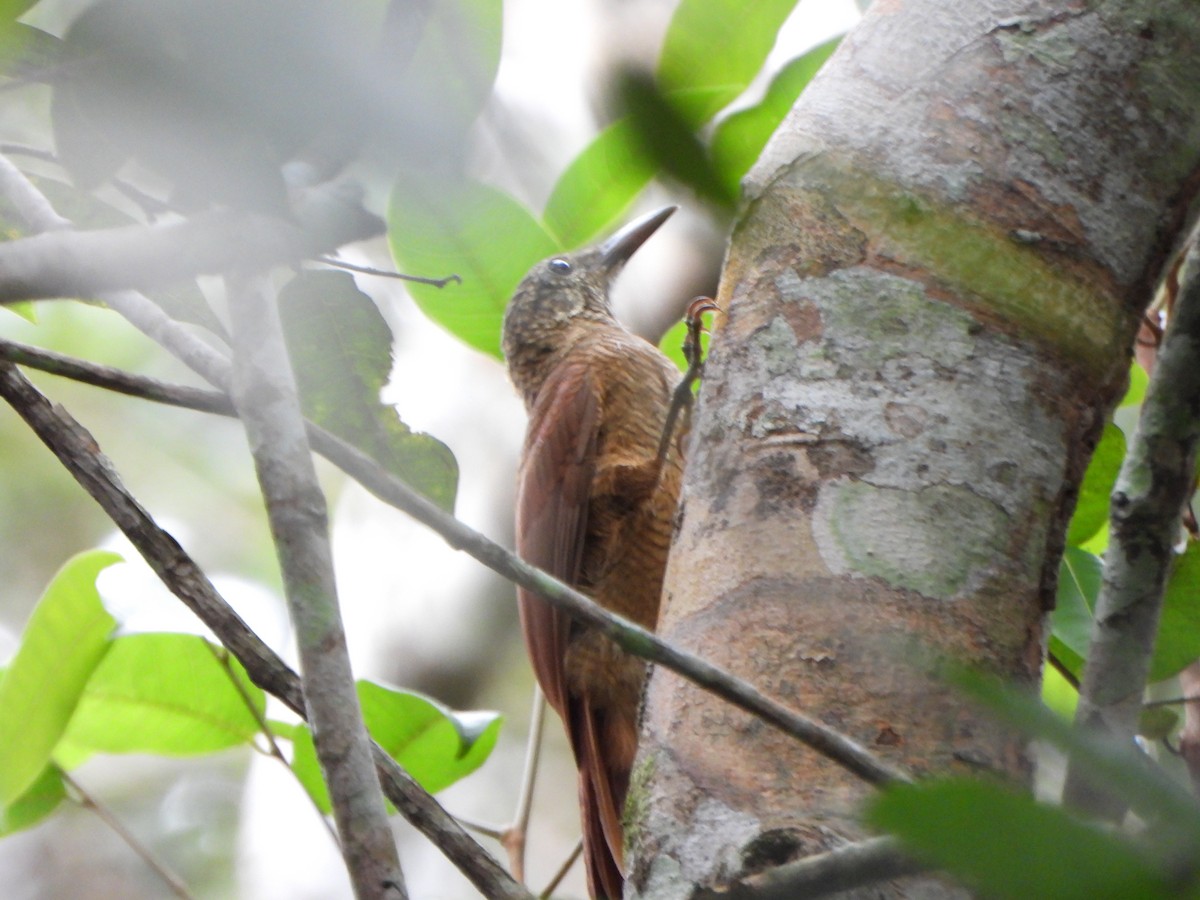 Амазонский древолаз - ML647086007