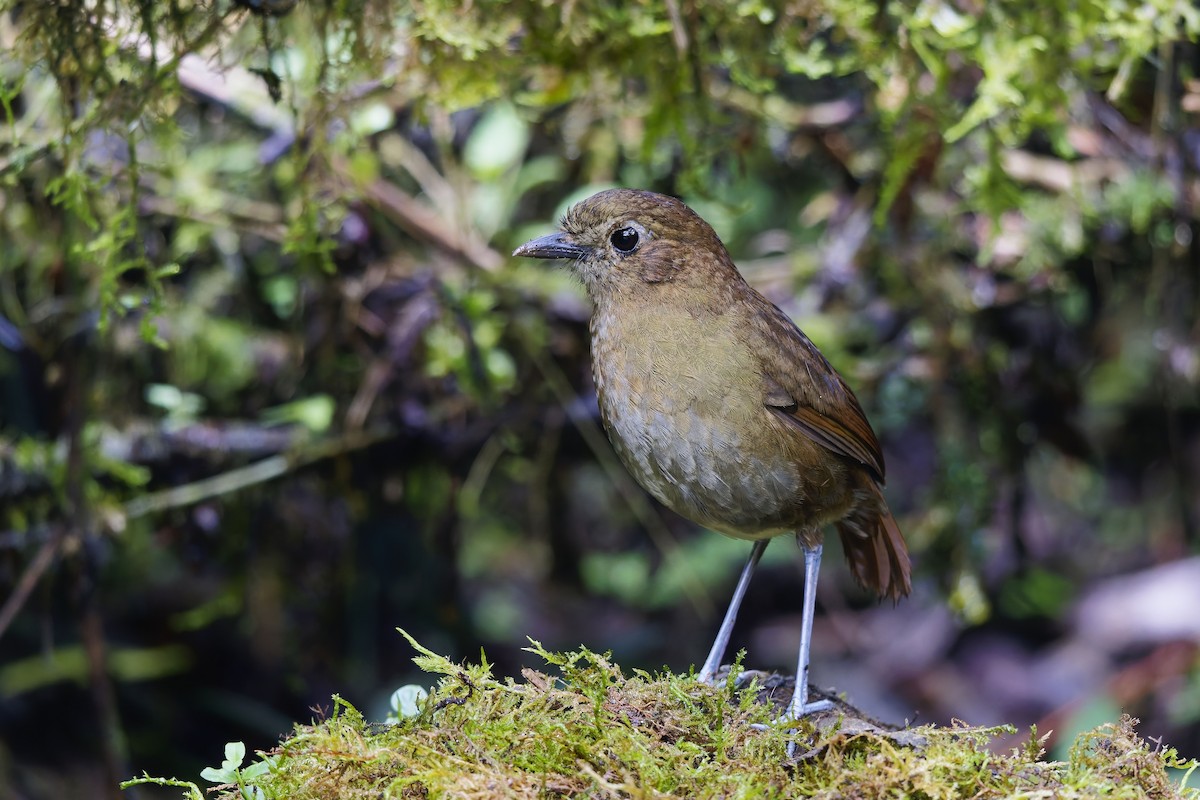 Бурая питтовая муравьеловка - ML647086008