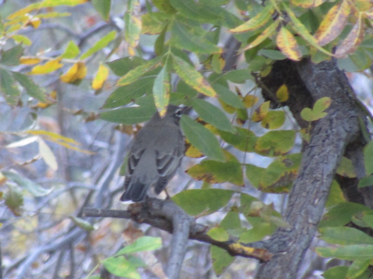 Странствующий дрозд - ML647086010