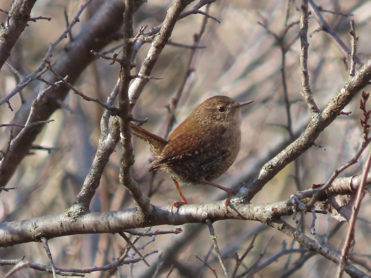 Американский крапивник - ML647086012