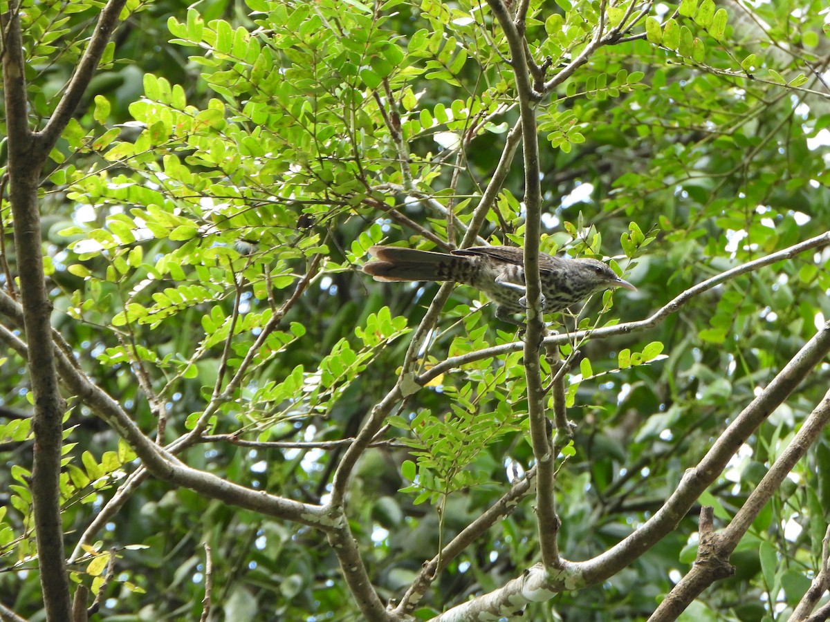 Дроздовый крапивник - ML647086019