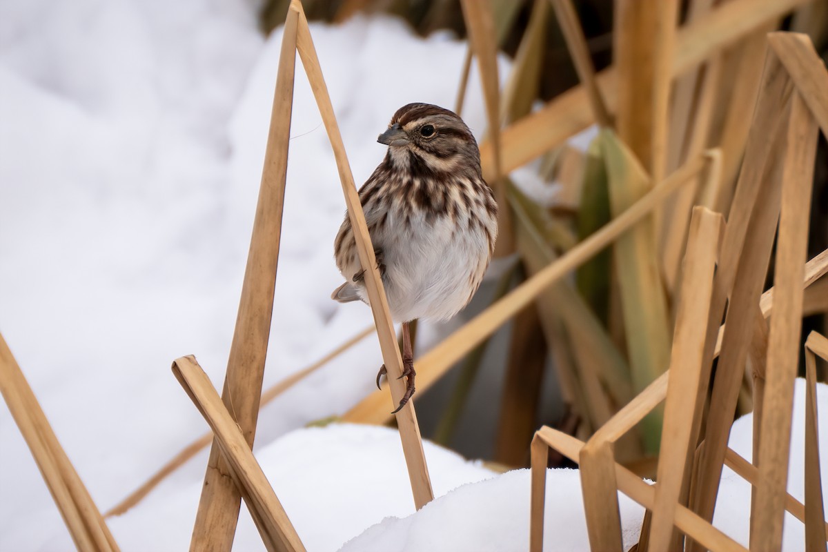 Певчая овсянка - ML647086020