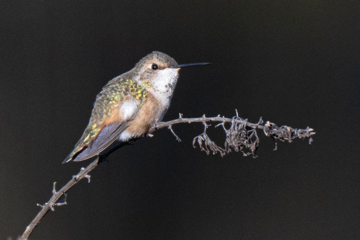 Kızıl Sırtlı Kolibri - ML647086021