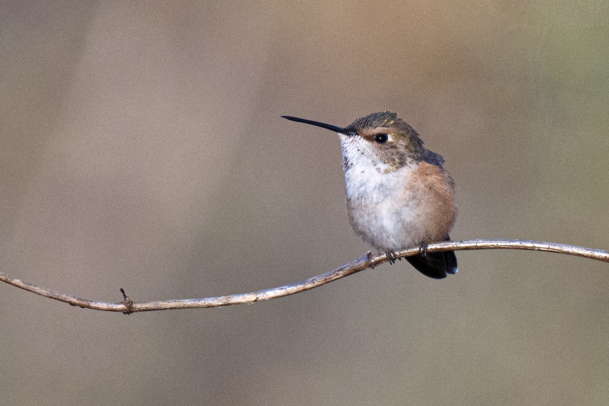 Kızıl Sırtlı Kolibri - ML647086022