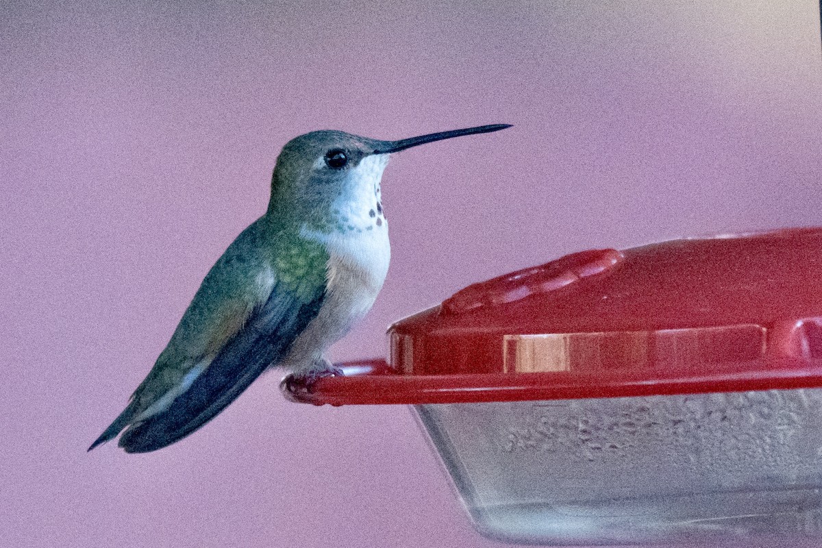 Kızıl Sırtlı Kolibri - ML647086023