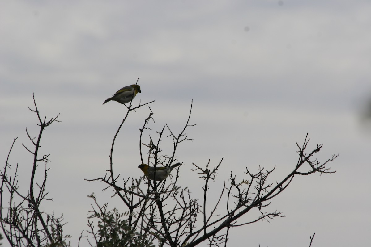 Шафрановая палила - ML647086026