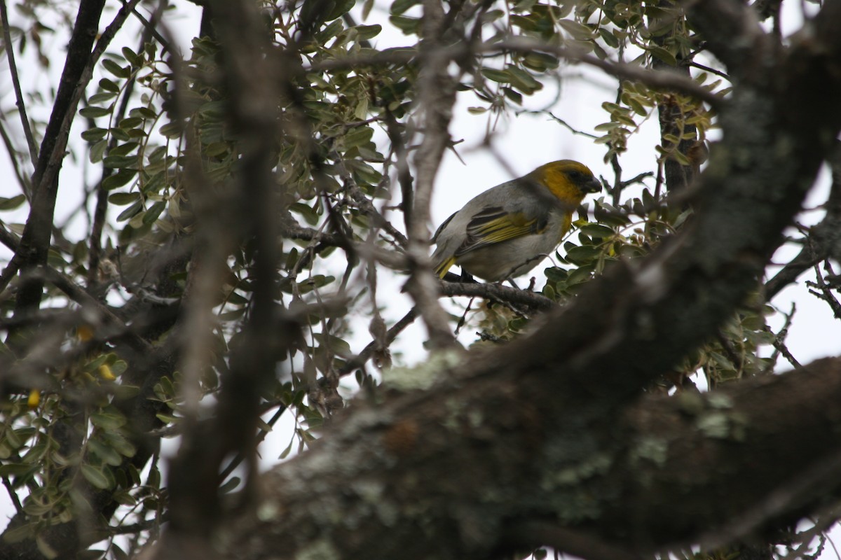 Шафрановая палила - ML647086031