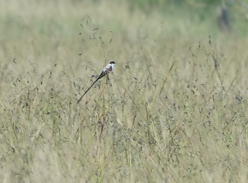 Вилохвостый тиранн - ML647086032