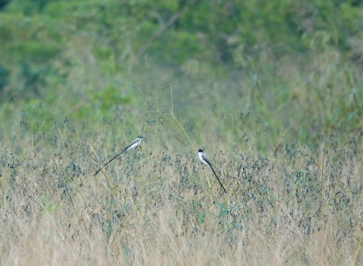 Вилохвостый тиранн - ML647086033
