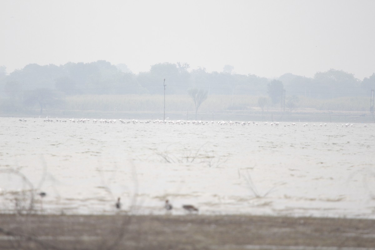 Розовый фламинго - ML647086040