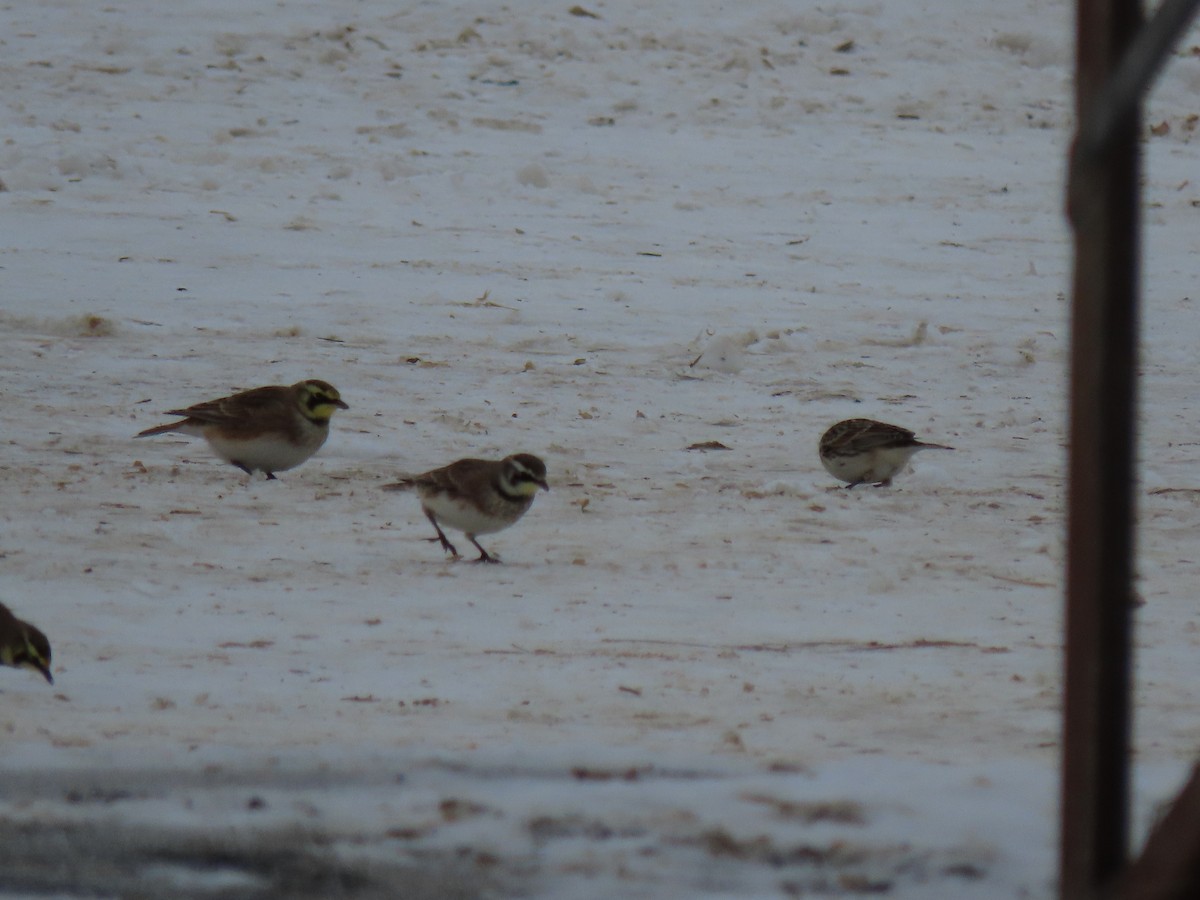 skřivan ouškatý - ML647086041