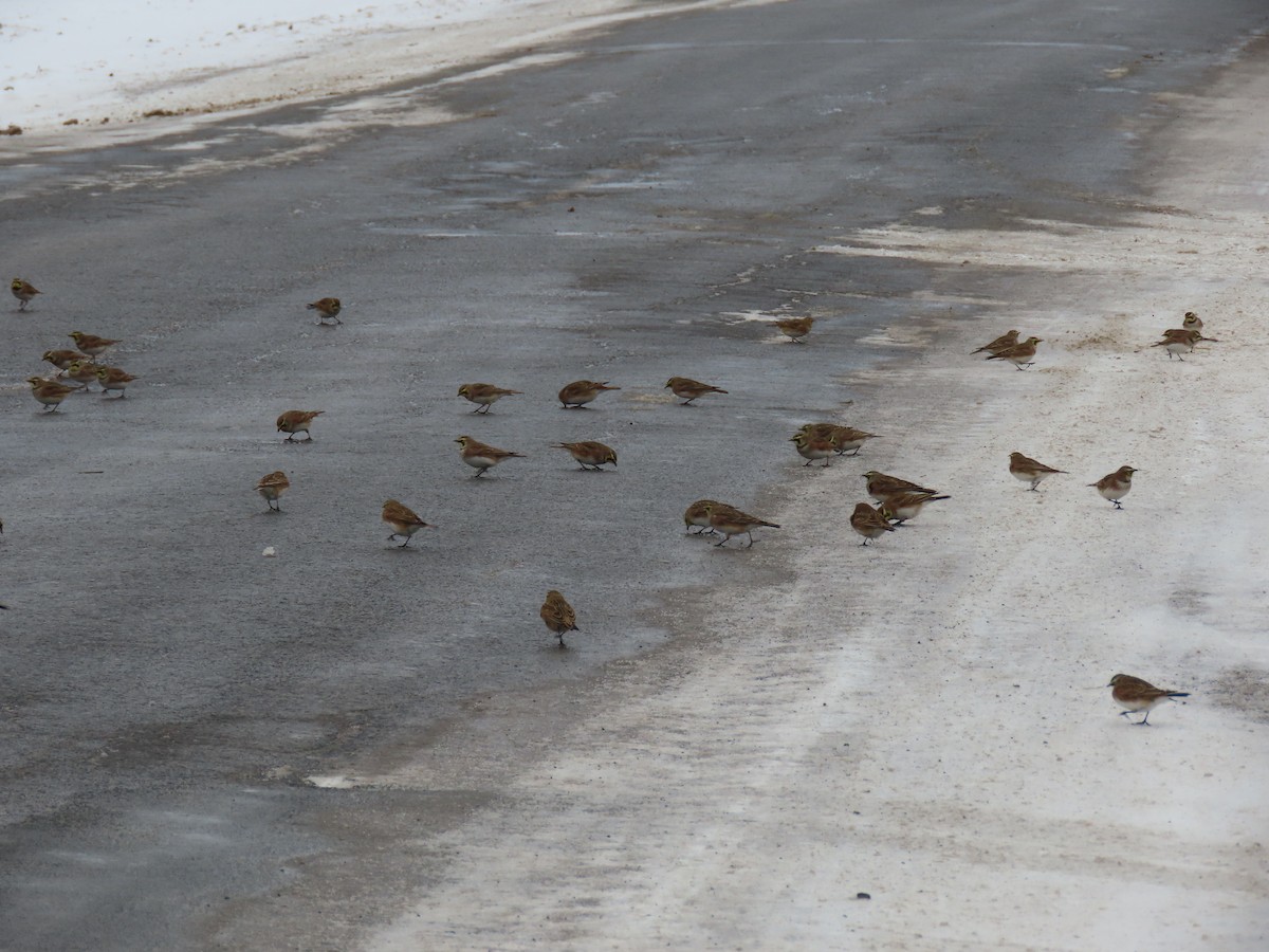 skřivan ouškatý - ML647086043