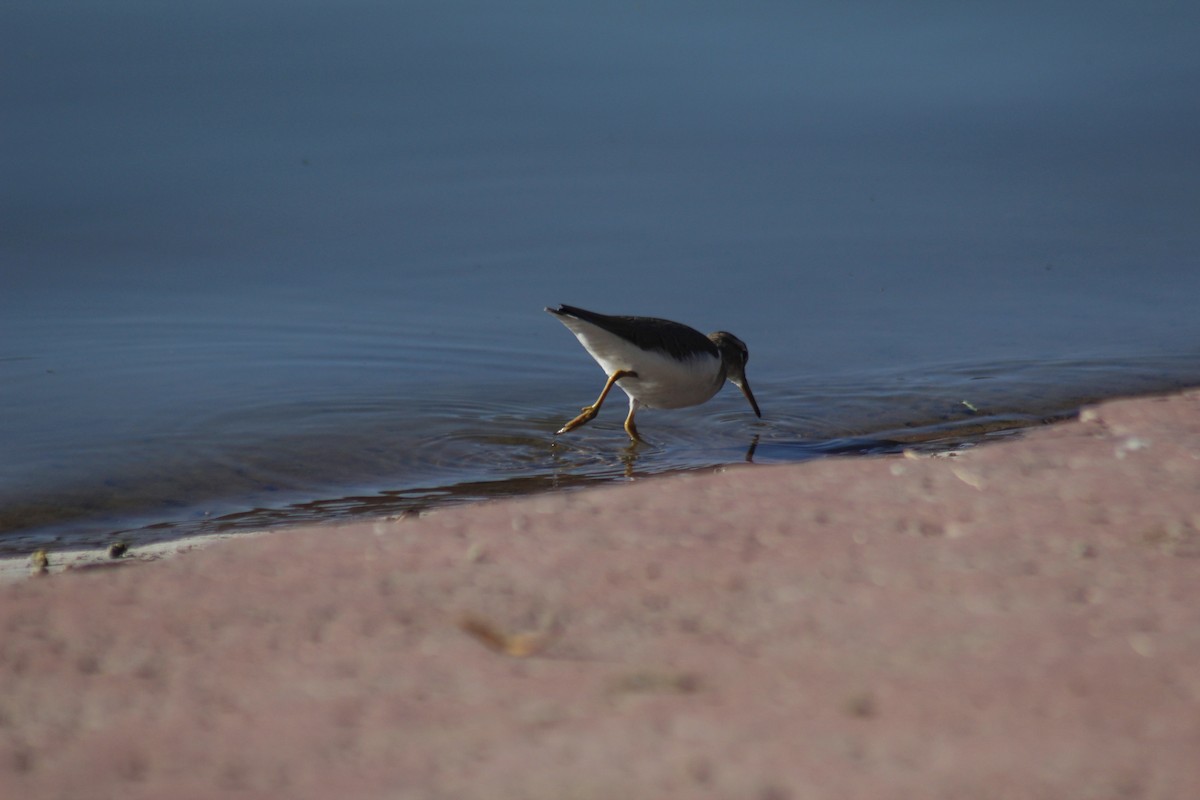 Пятнистый перевозчик - ML647086047