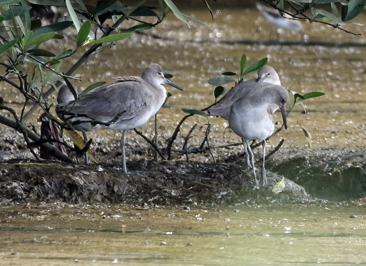 Перепончатопалый улит - ML647086048