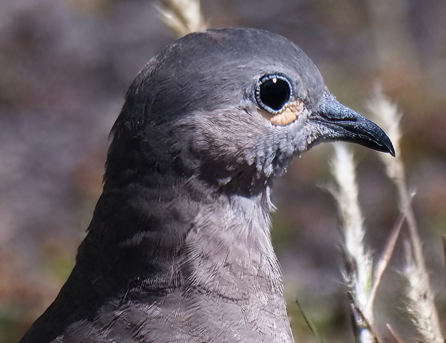 Чернокрылая земляная горлица - ML647086050