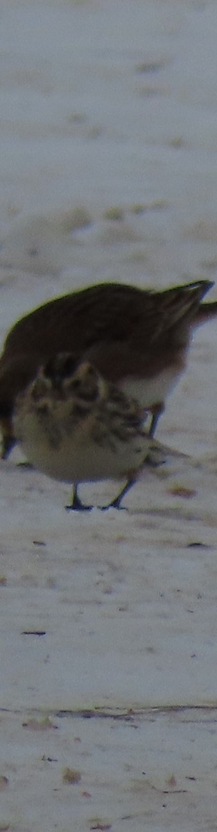 ostružka severní - ML647086066