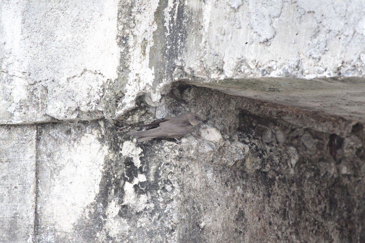 Dusky Crag-Martin - ML647086071