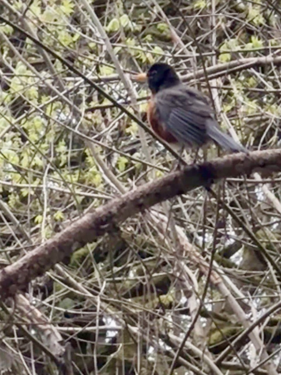 American Robin - ML647086077