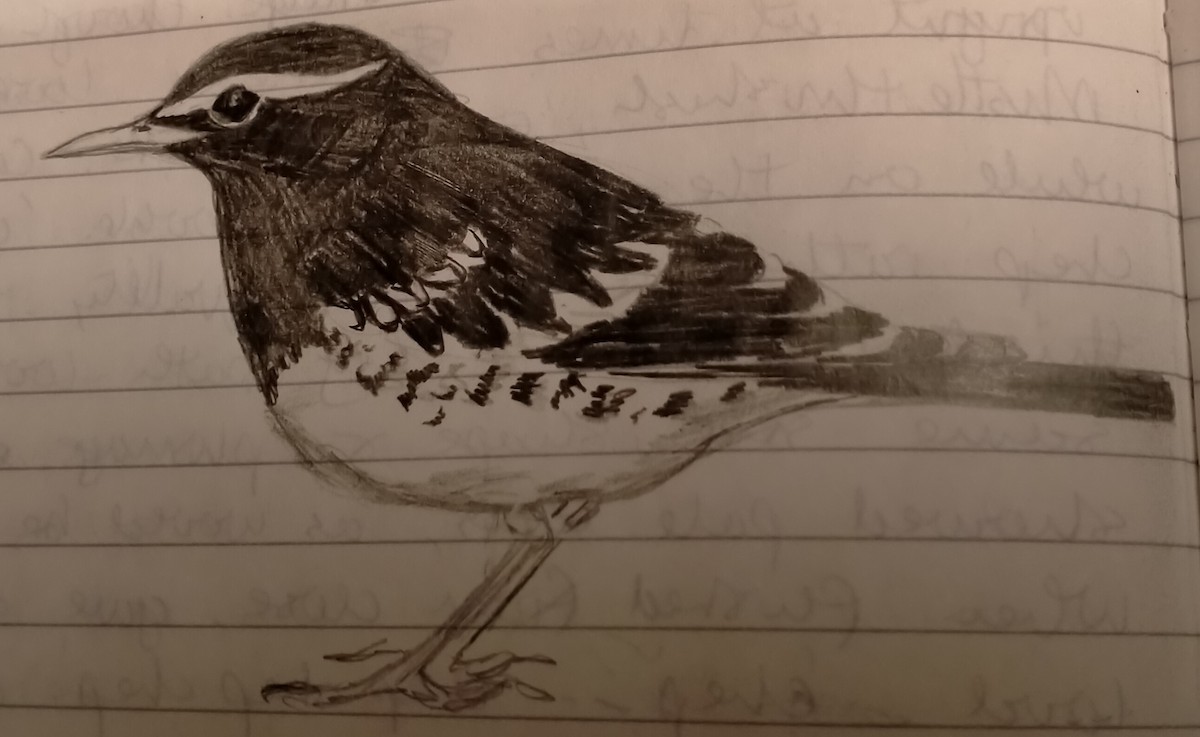 Pied Thrush - ML647086091